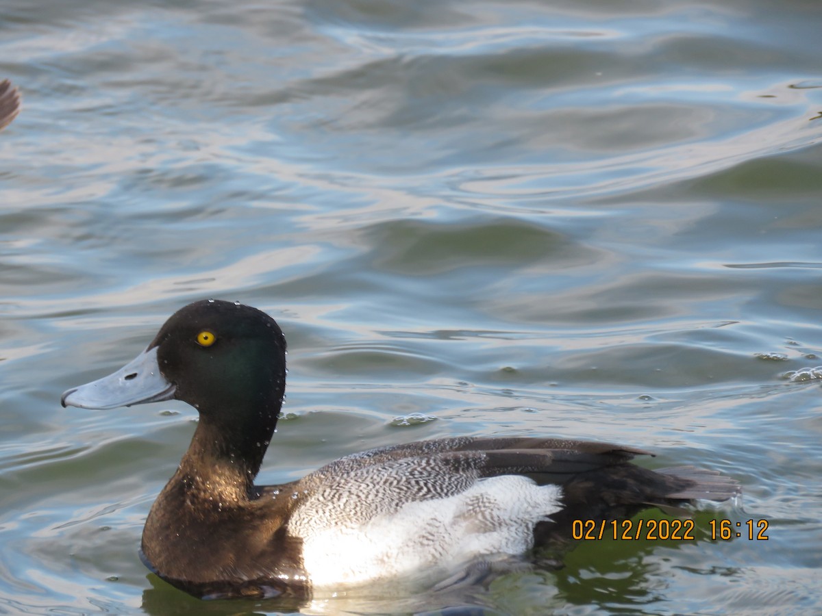 Greater Scaup - ML415841651