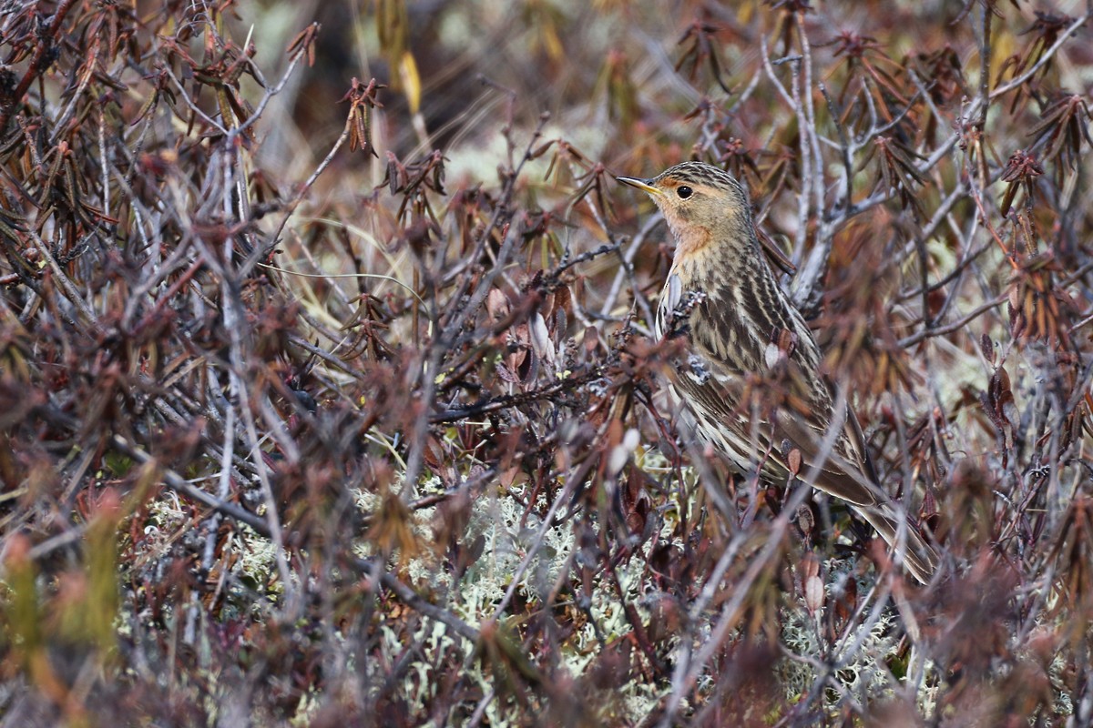 Red-throated Pipit - Igor Dvurekov