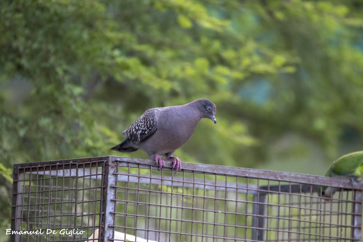 Spot-winged Pigeon - ML415842561