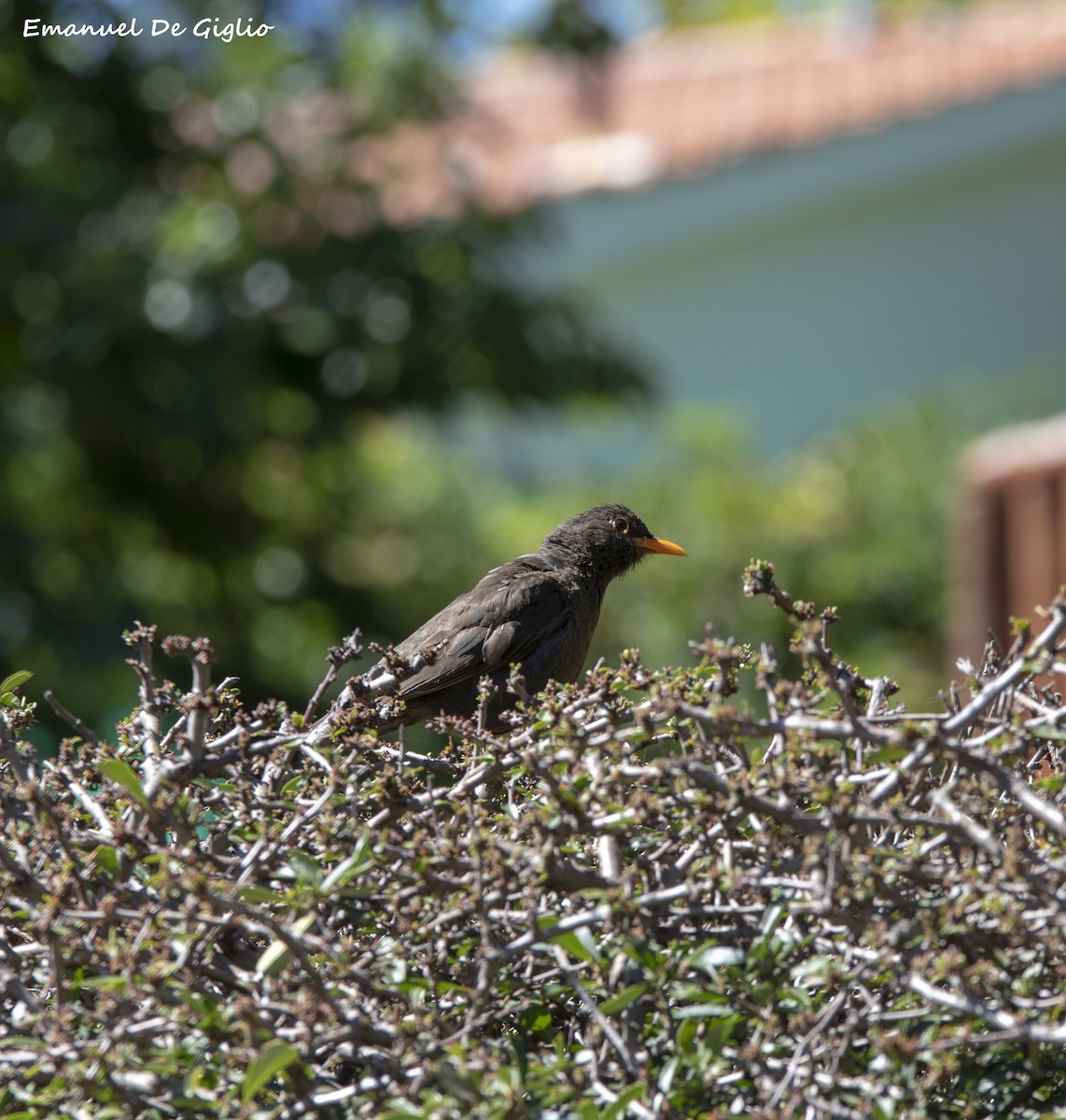 Chiguanco Thrush - ML415842871