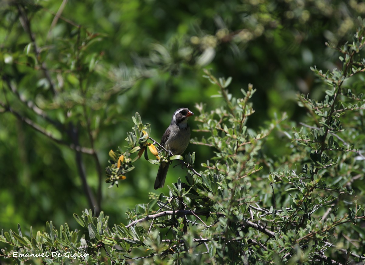 Golden-billed Saltator - ML415843071