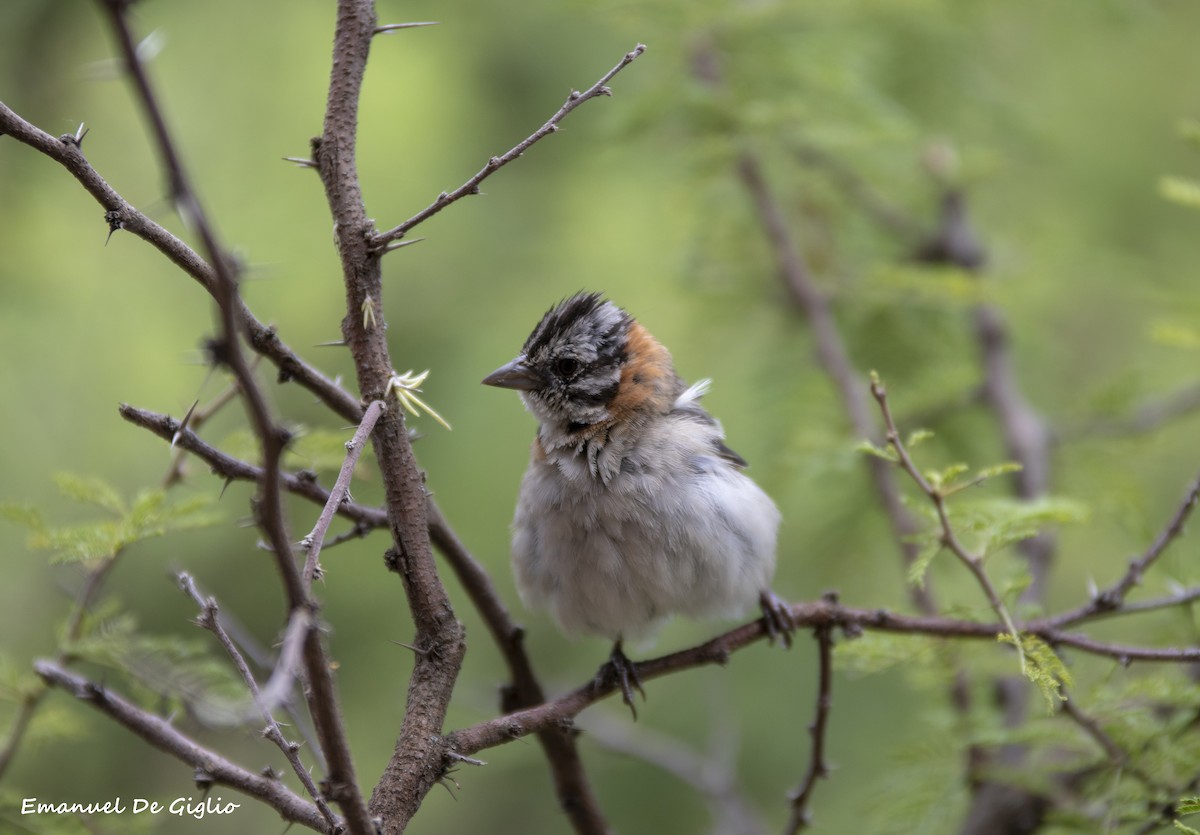 Rufous-collared Sparrow - ML415843161