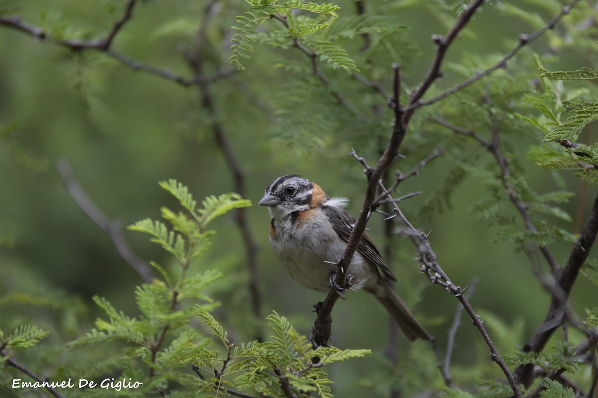 Rufous-collared Sparrow - ML415843191