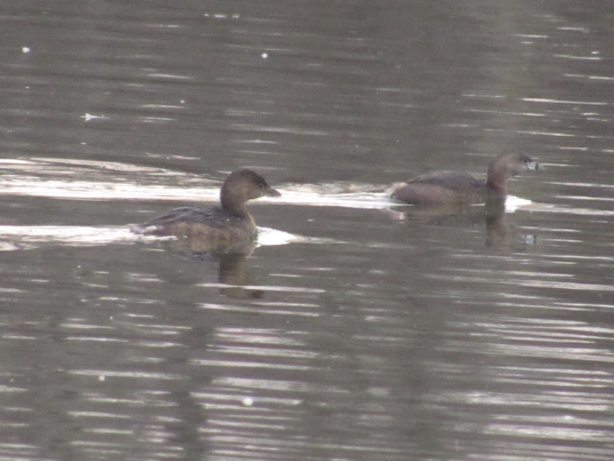 Pied-billed Grebe - ML415844501