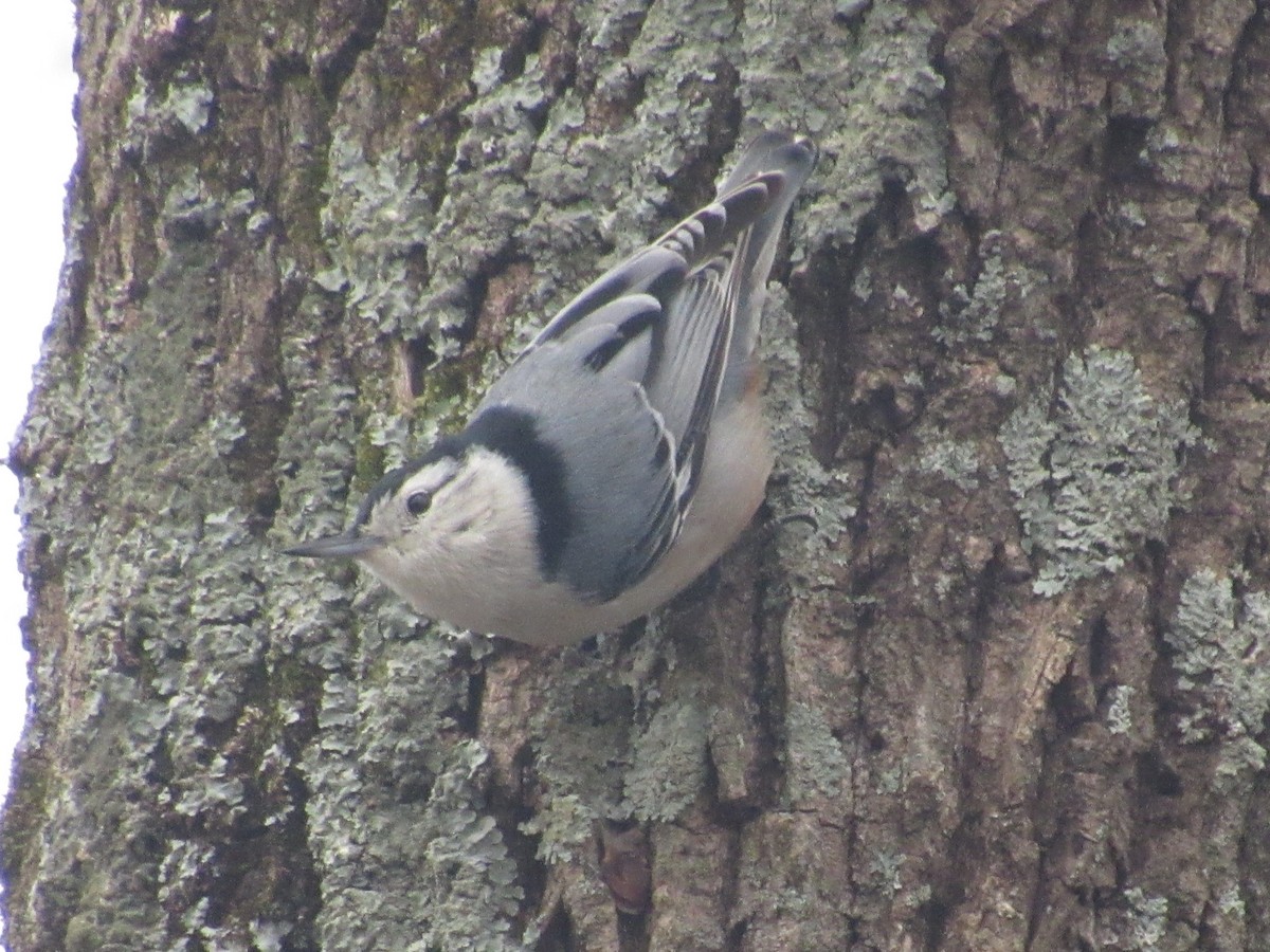 White-breasted Nuthatch - ML415847131