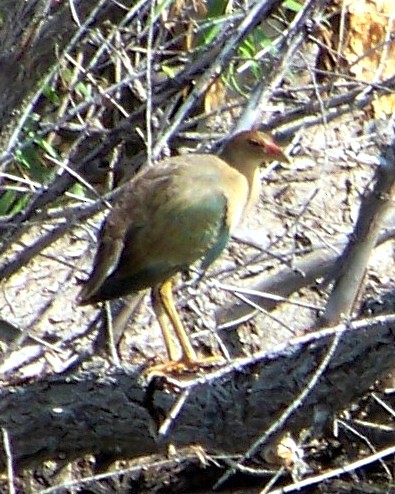 Purple Gallinule - ML41584841