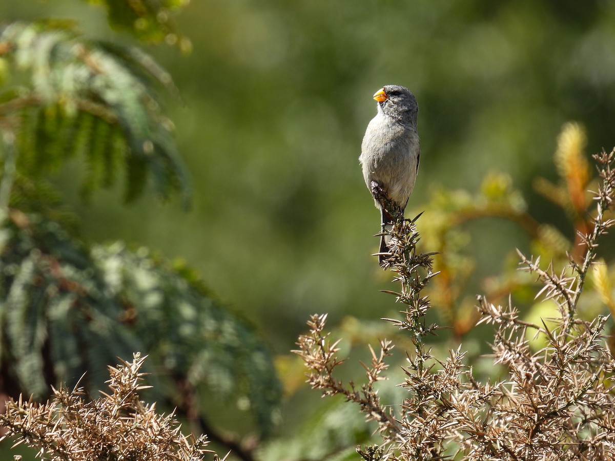 Band-tailed Seedeater - ML415849461