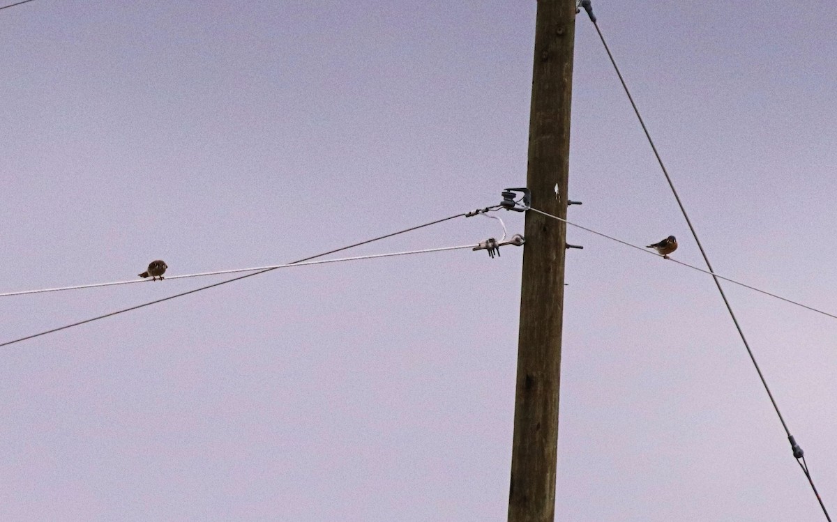 American Kestrel - ML415850241