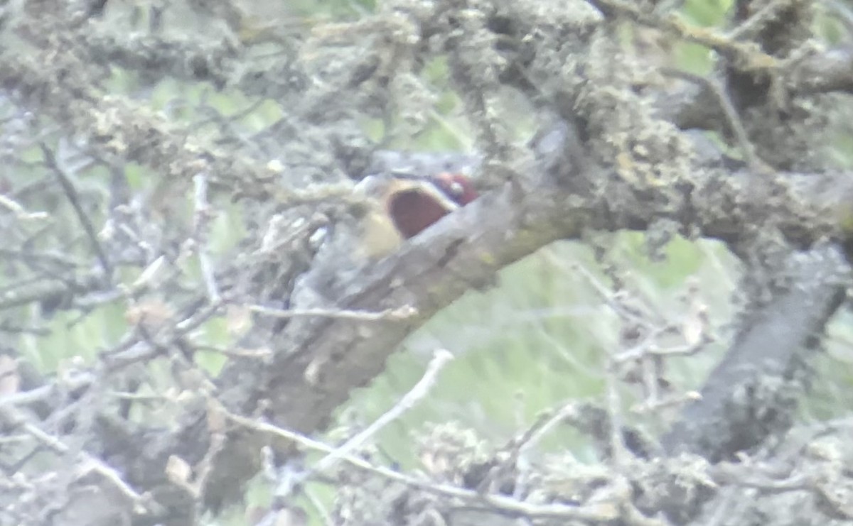 Yellow-bellied x Red-breasted Sapsucker (hybrid) - ML415851381