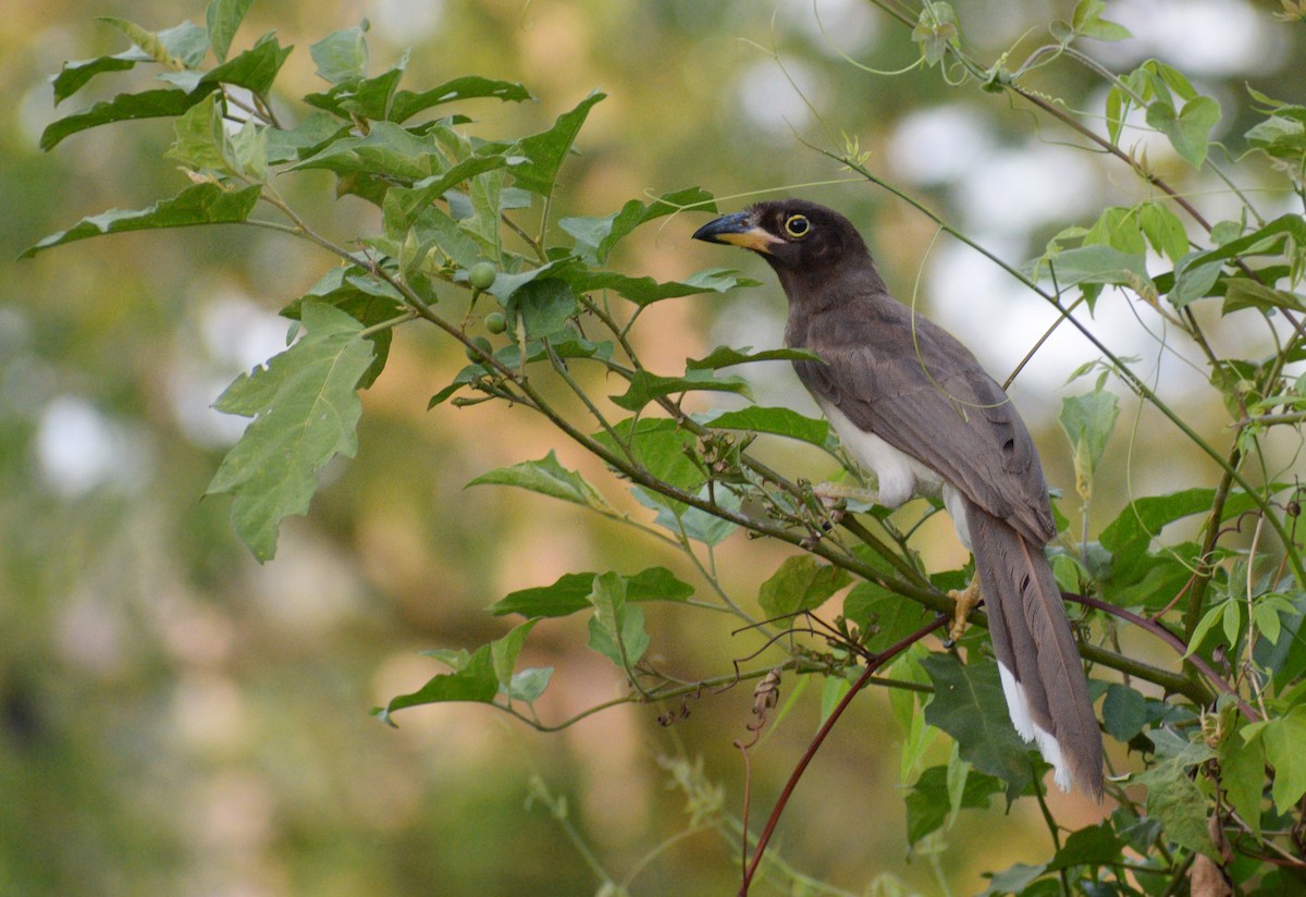 Brown Jay - ML415851471