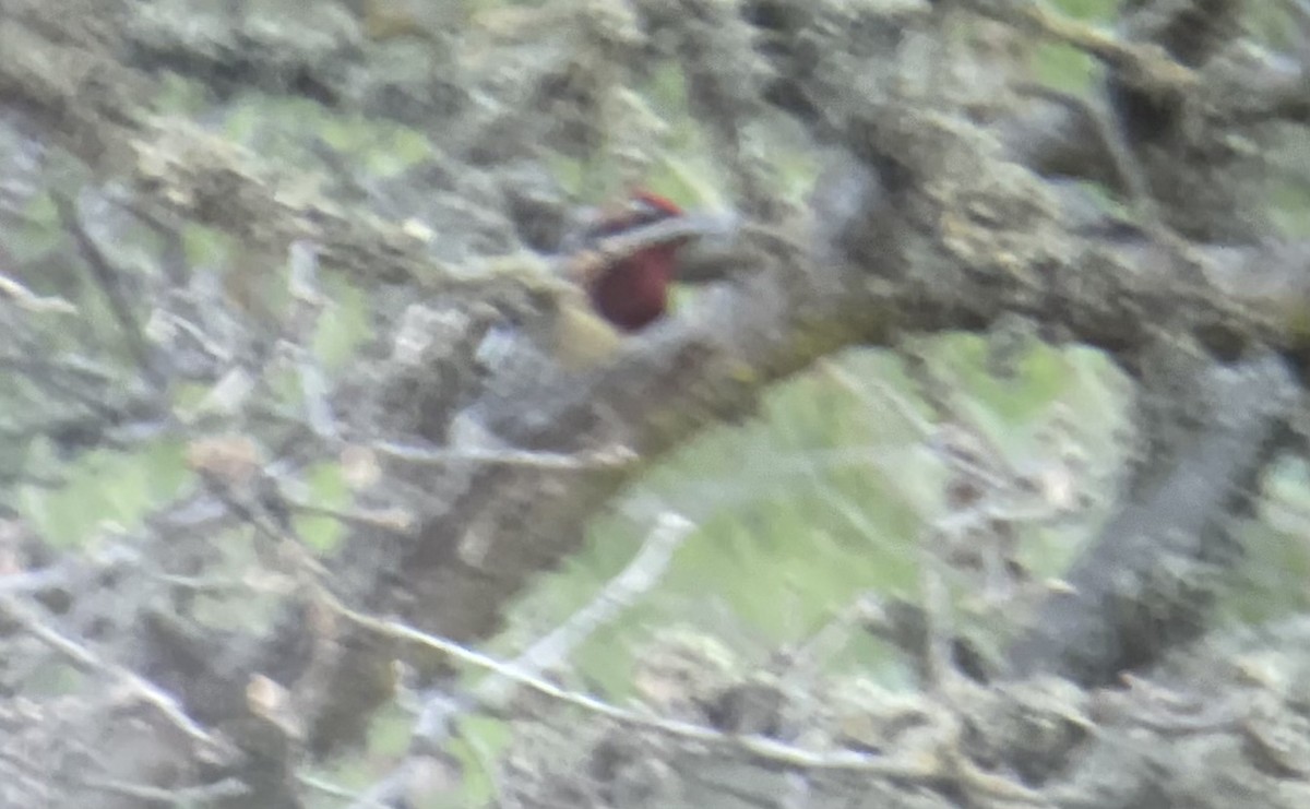 Yellow-bellied x Red-breasted Sapsucker (hybrid) - ML415851491