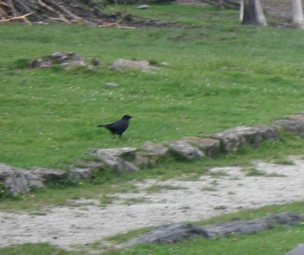 Carrion Crow - The Kingbirder