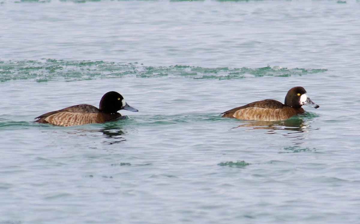 Greater Scaup - ML415854701