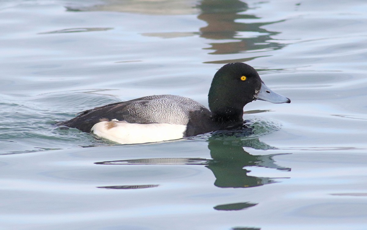 Greater Scaup - ML415854951
