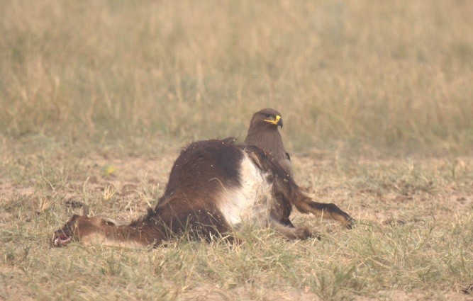 Steppe Eagle - ML41585601