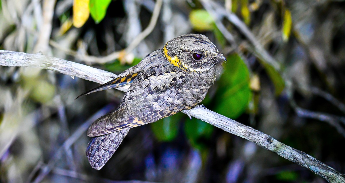 Buff-collared Nightjar - ML415856441
