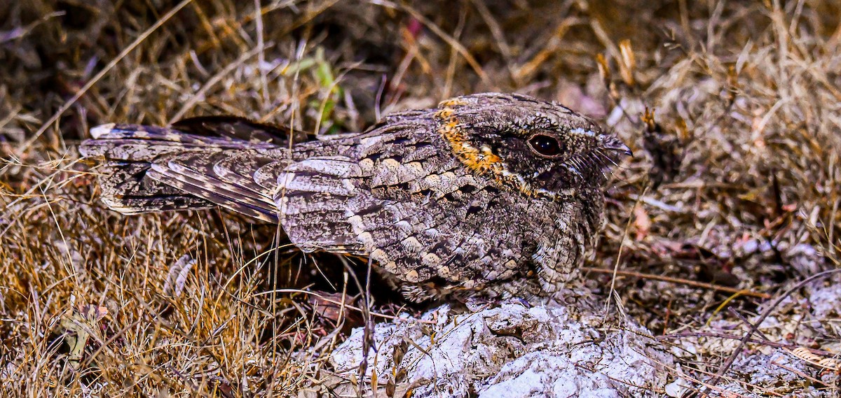 Buff-collared Nightjar - ML415856451