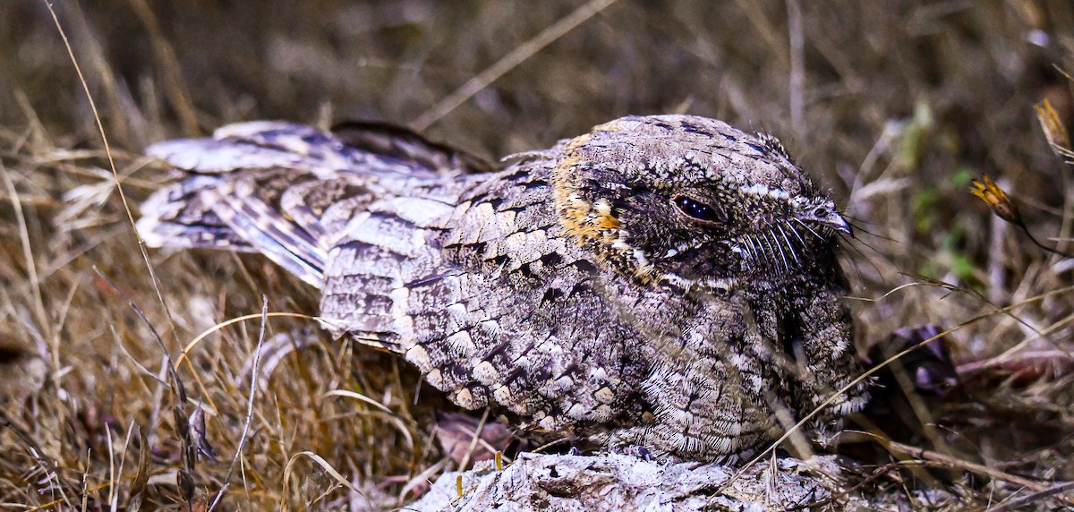 Buff-collared Nightjar - ML415856521
