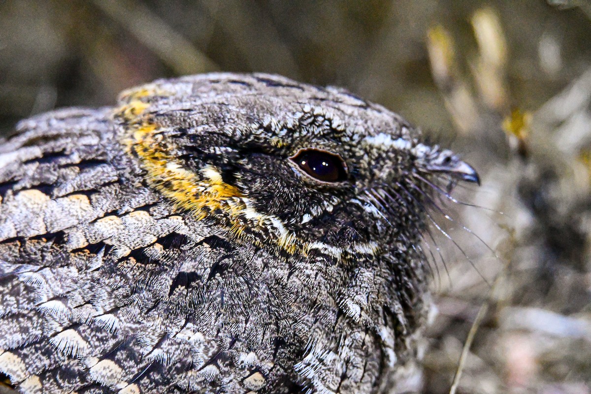 Buff-collared Nightjar - ML415856551