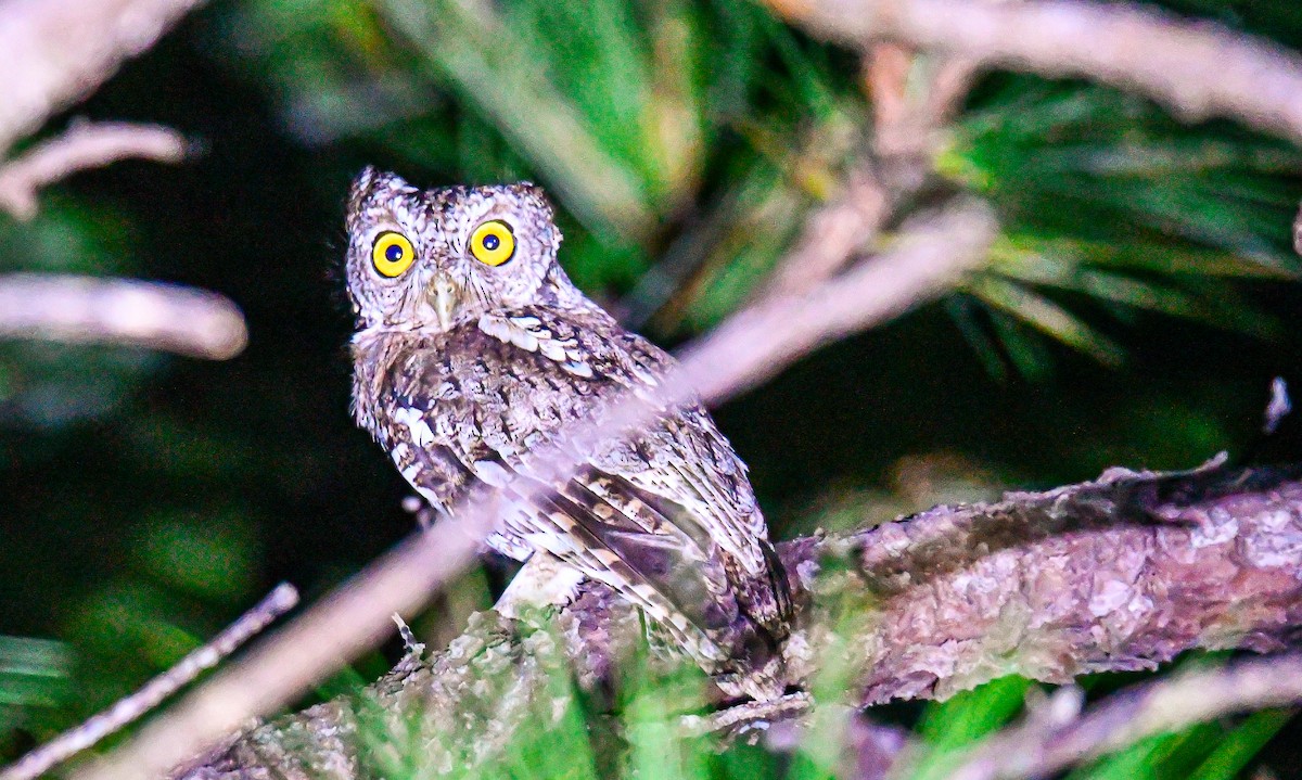 Whiskered Screech-Owl - ML415856871