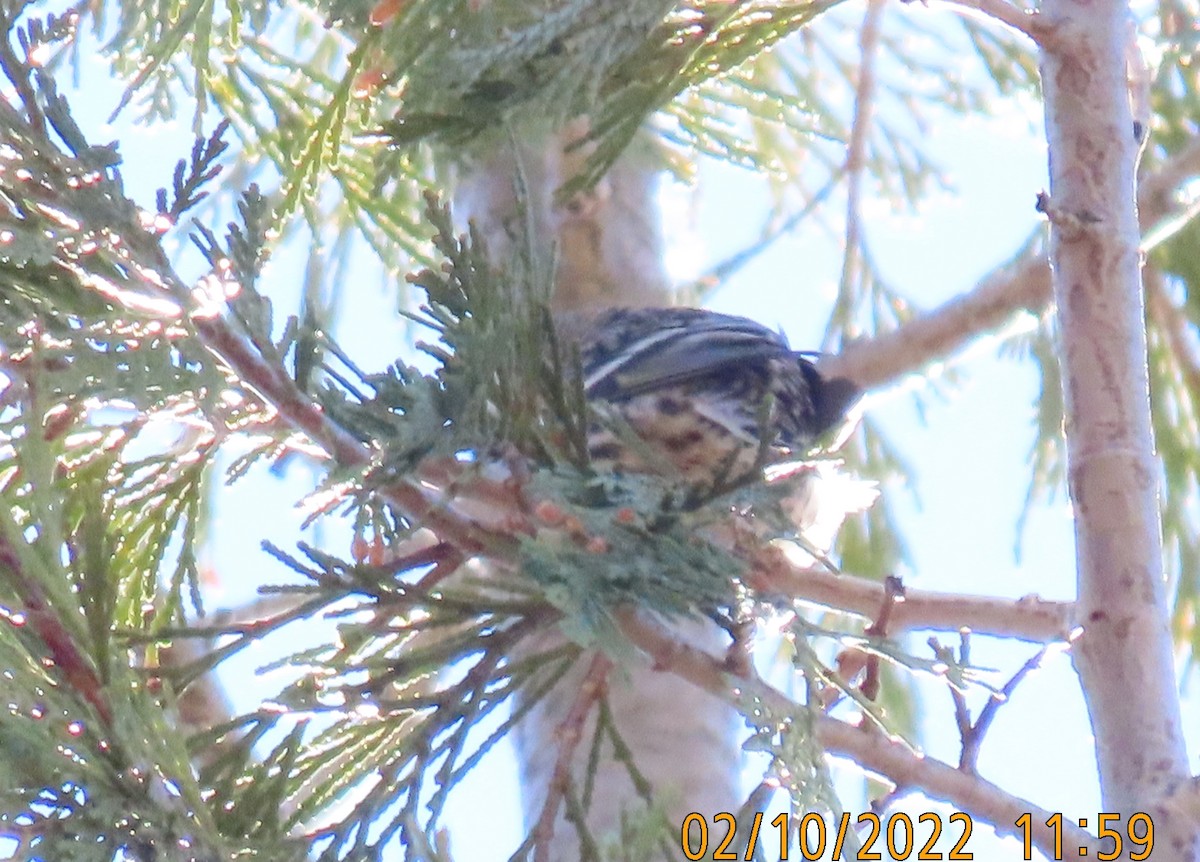 Northern Pygmy-Owl - ML415857811