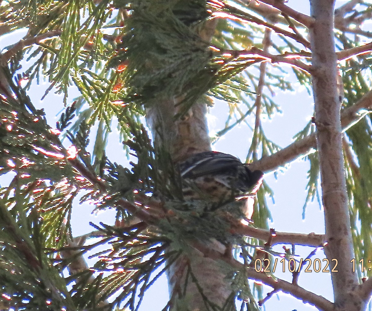 Northern Pygmy-Owl - ML415858081