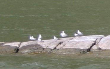 goéland ou mouette sp. - ML415858741