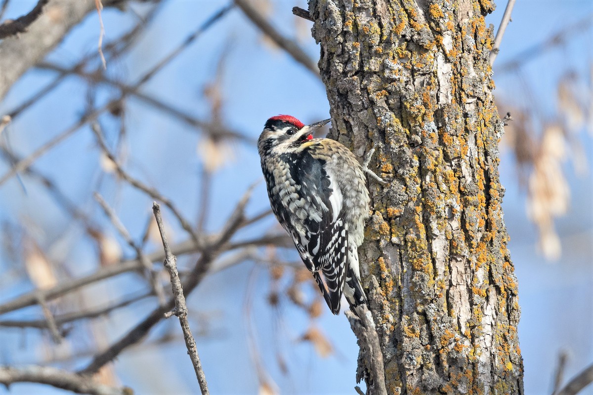 Yellow-bellied Sapsucker - ML415859731