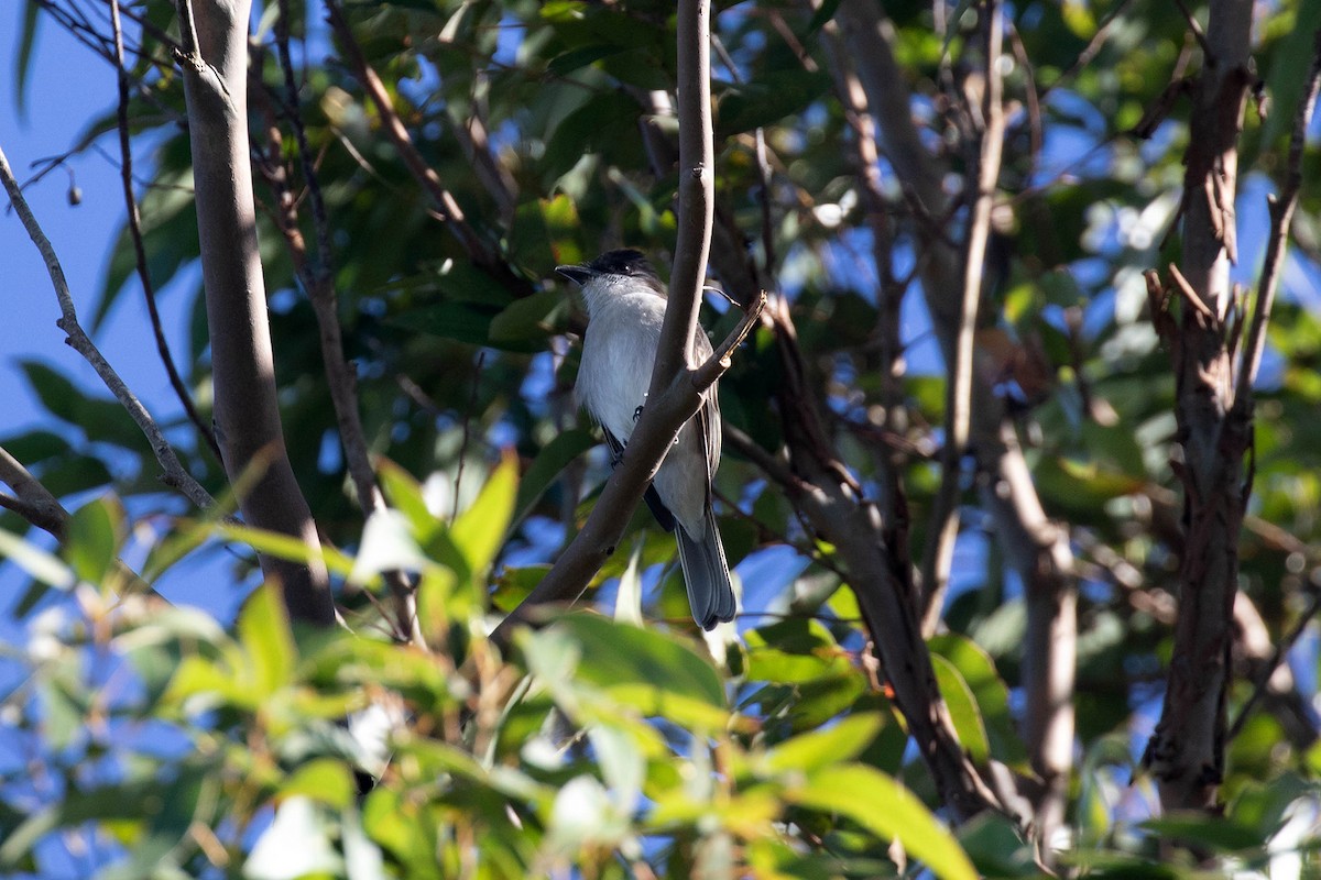 Loggerhead Kingbird - ML415859941