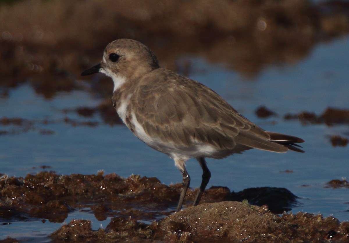Two-banded Plover - ML415860211
