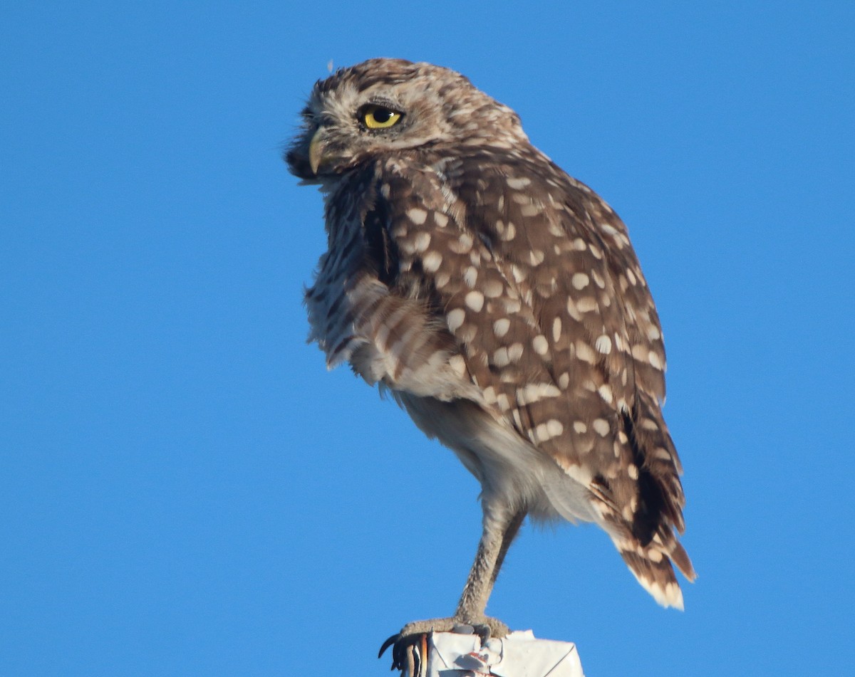Burrowing Owl - ML415860571