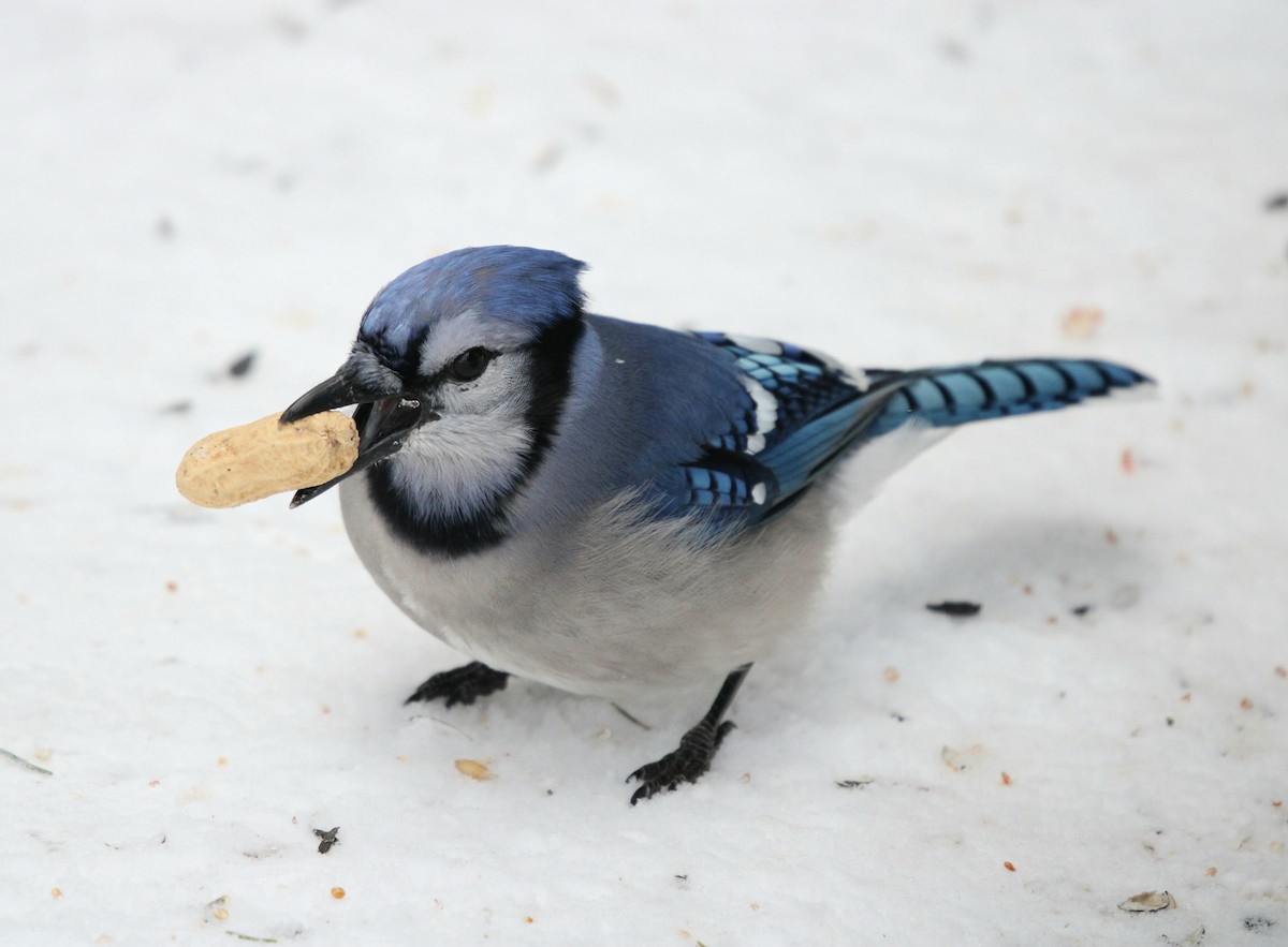 Blue Jay - Sawyer Dawson