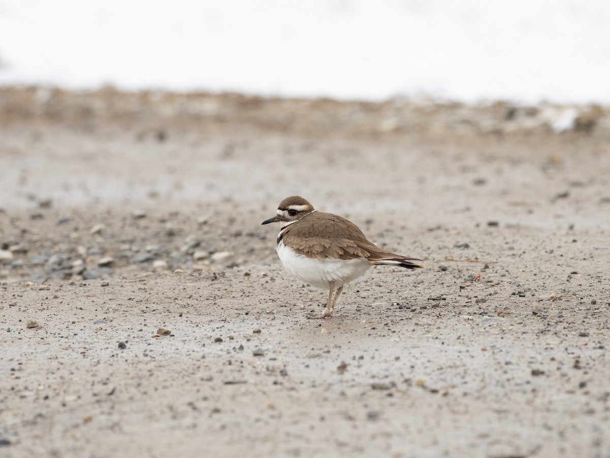 Killdeer - Jeff Smith