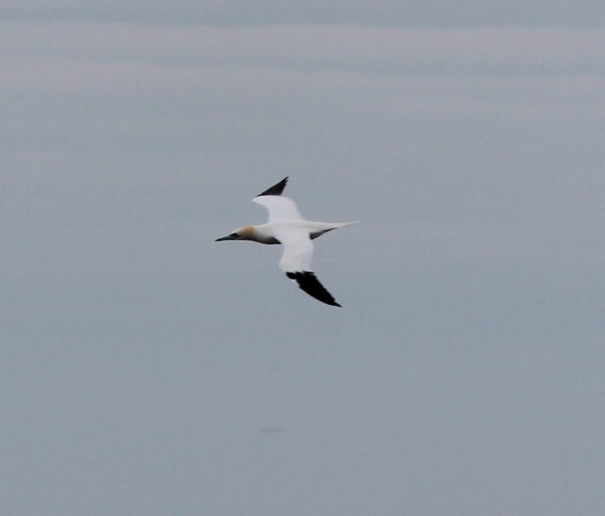 Northern Gannet - ML415862011