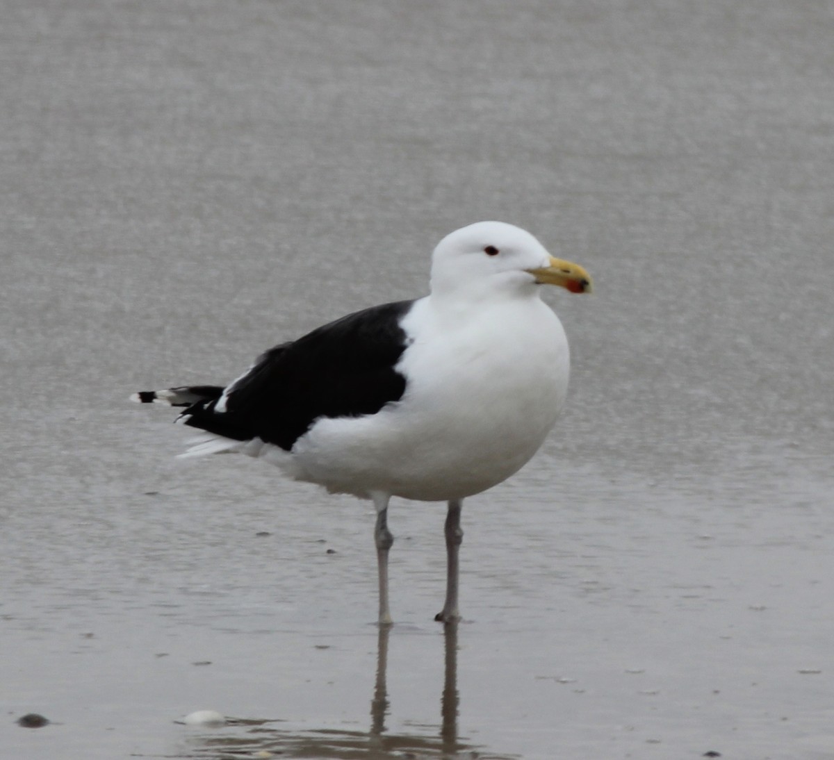 Great Black-backed Gull - ML415862231