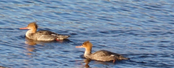 Red-breasted Merganser - Mike & MerryLynn  Denny