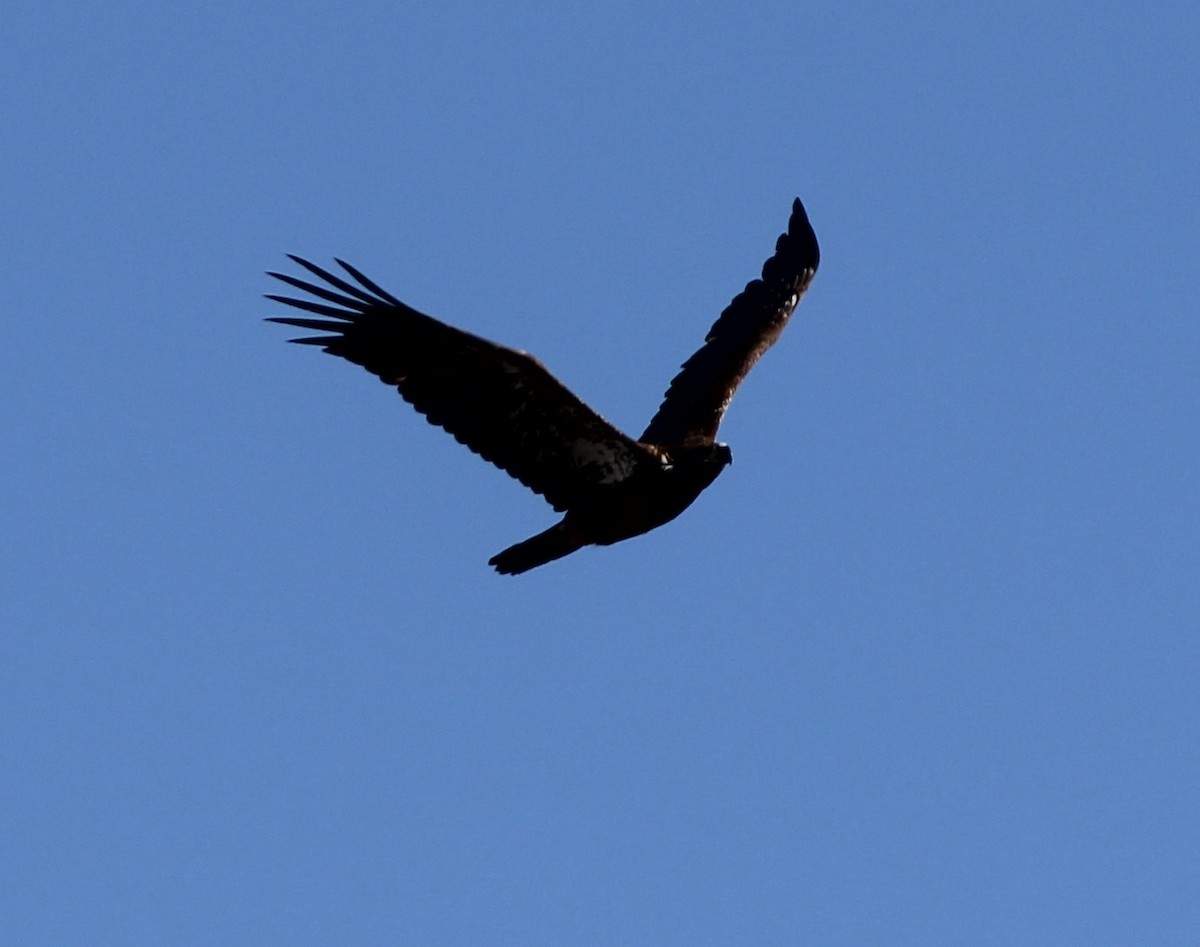 Bald Eagle - Adam Woodis