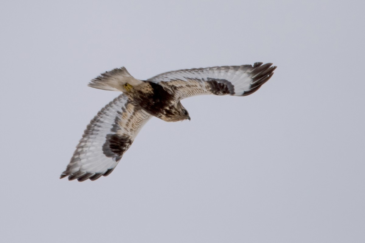 Rough-legged Hawk - Sue Barth