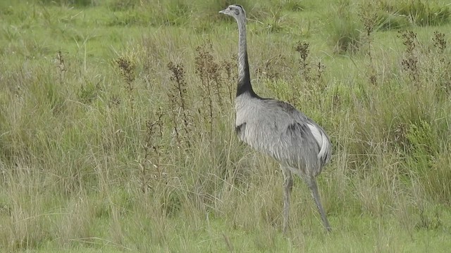 Greater Rhea - ML415866221