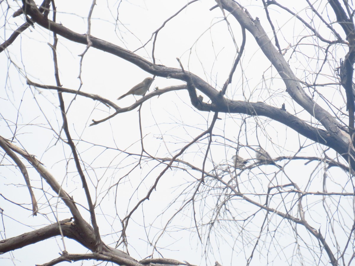 Inland Thornbill - ML415866581