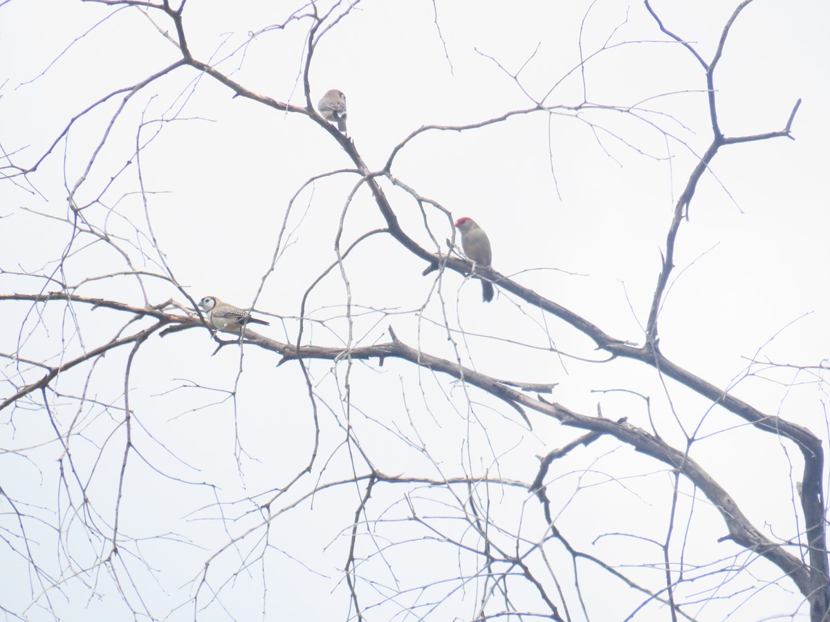 Double-barred Finch - ML415866751