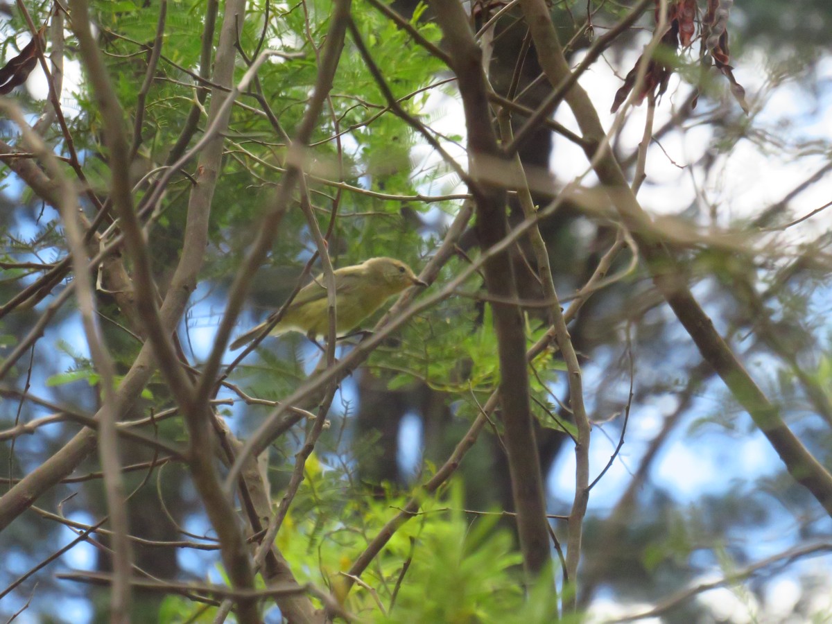 Yellow Thornbill - ML415867171