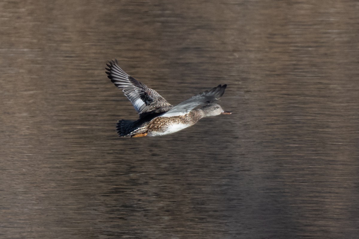 Gadwall - ML415867541