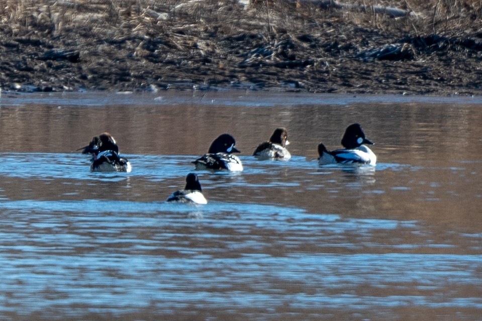 Barrow's Goldeneye - ML415867651