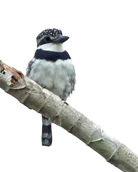 Pied Puffbird - ML415875371