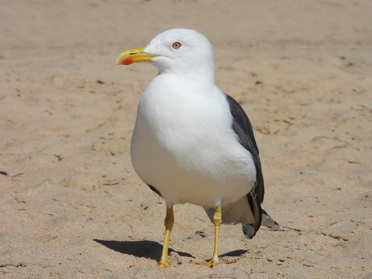 Lesser Black-backed Gull - Jon Iratzagorria Garay