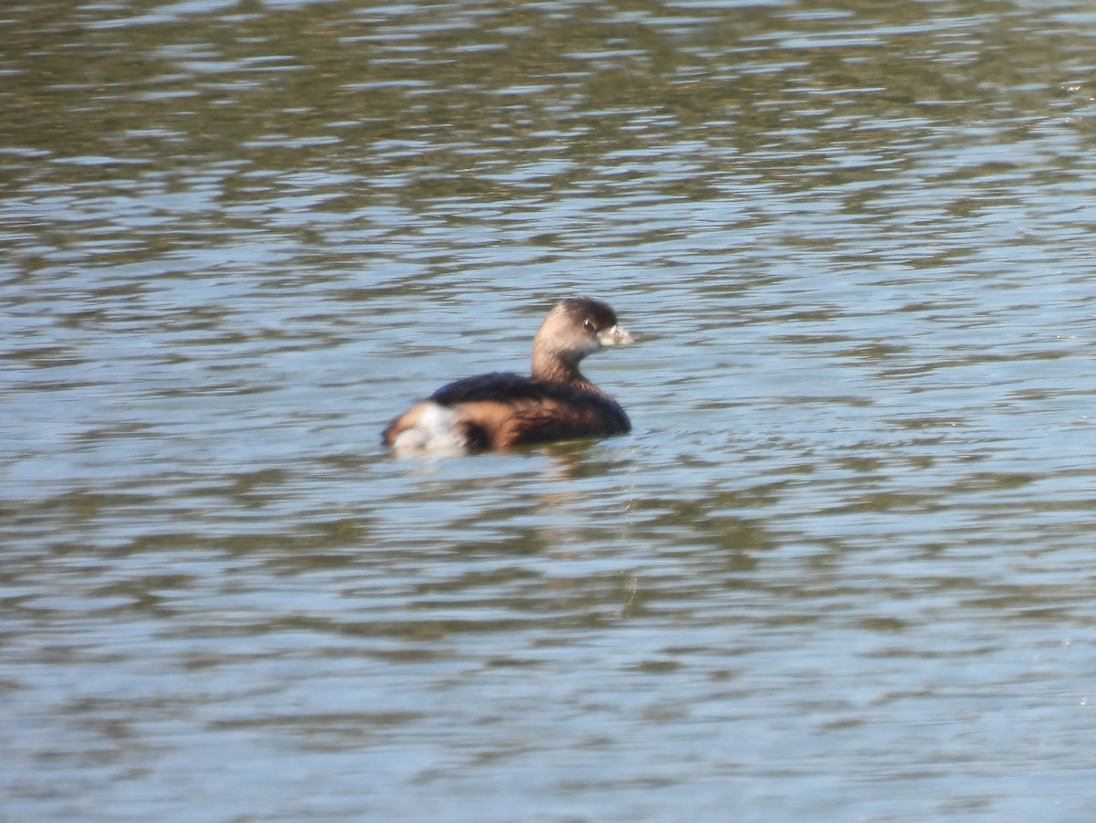 Pied-billed Grebe - Emily Anderton