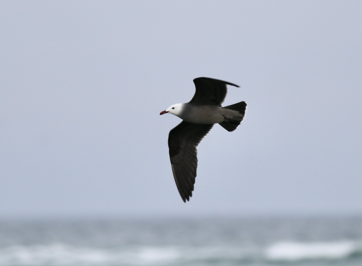 Heermann's Gull - ML415878211