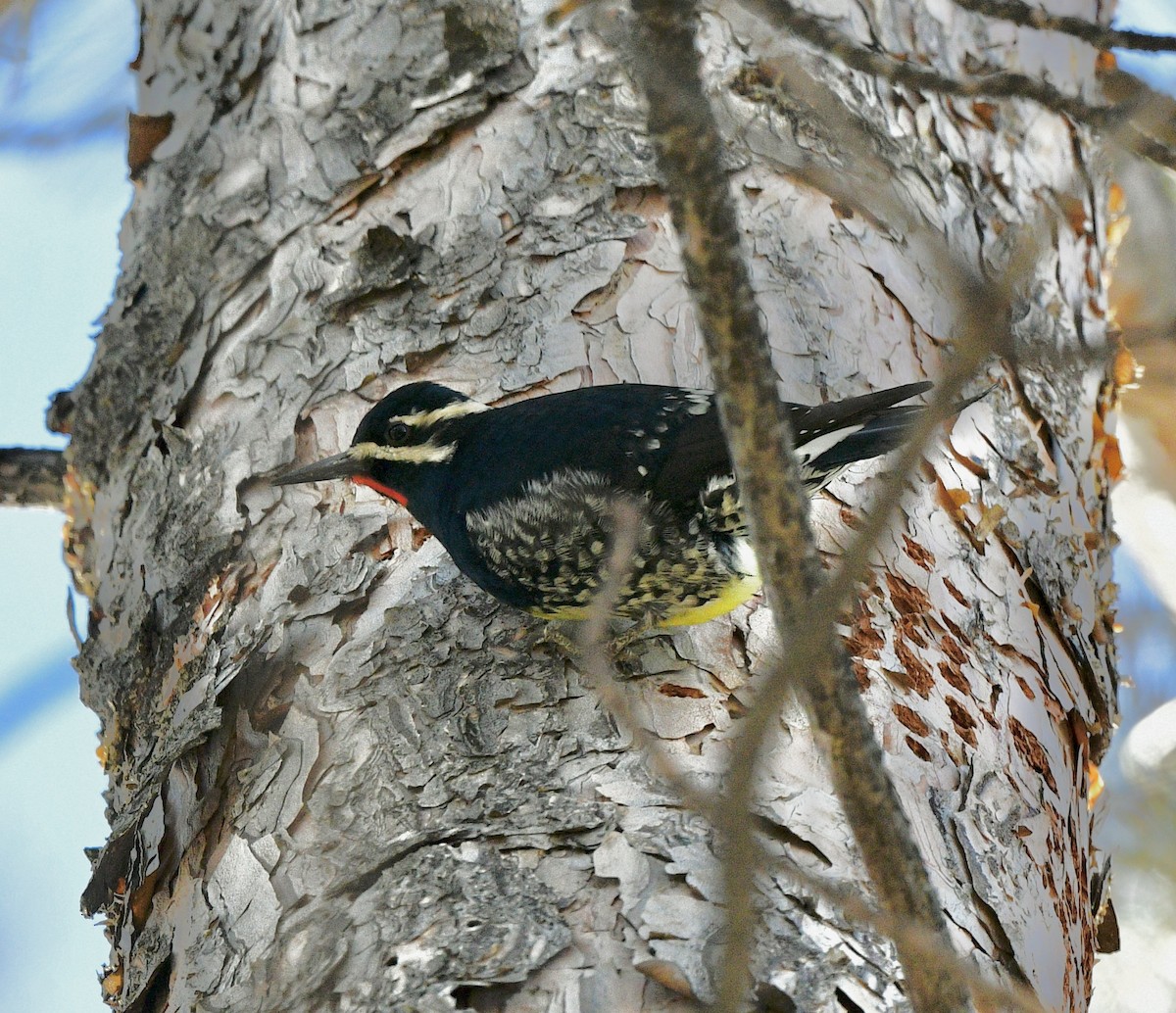 Williamson's Sapsucker - ML415878451