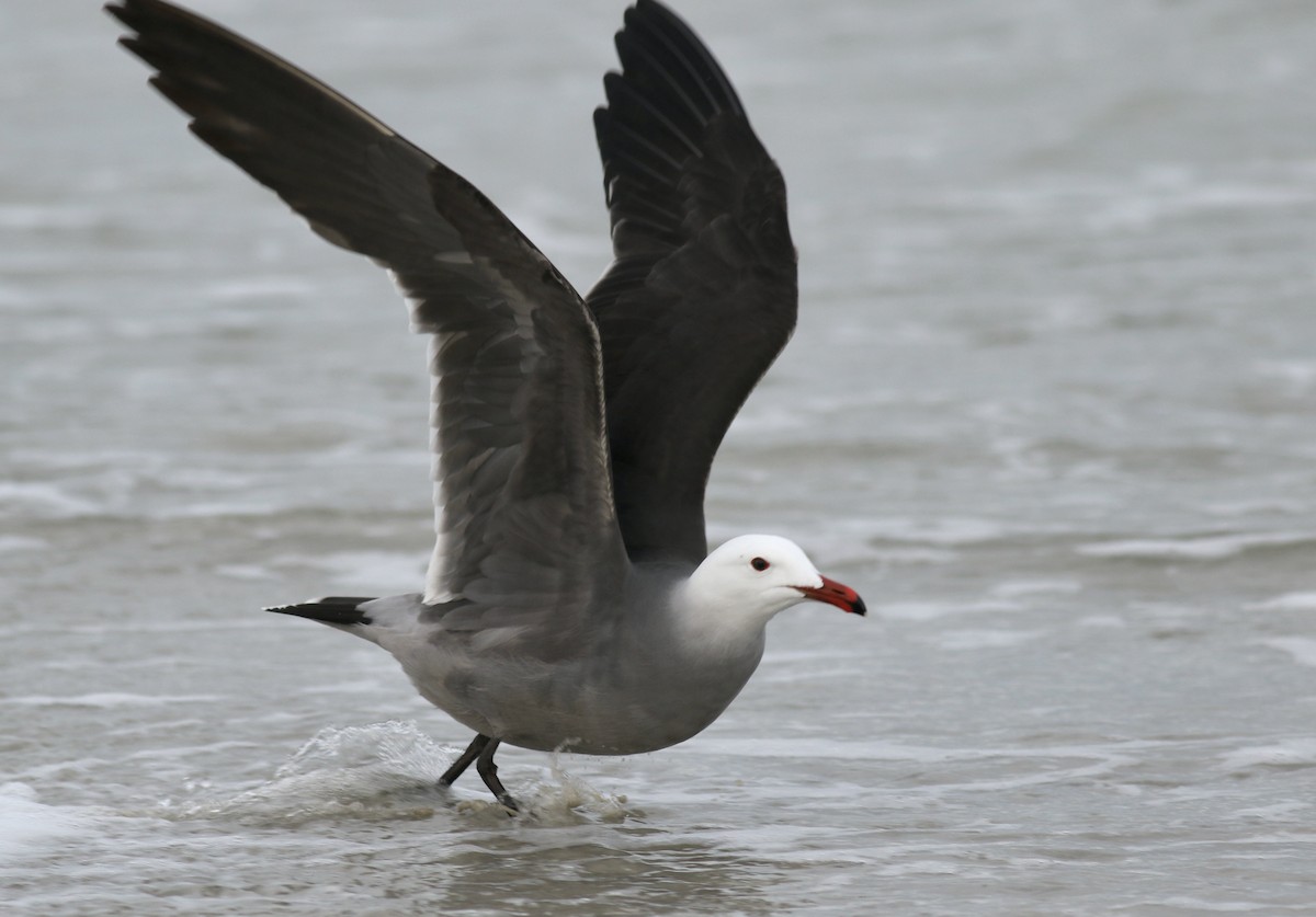 Heermann's Gull - ML415878491